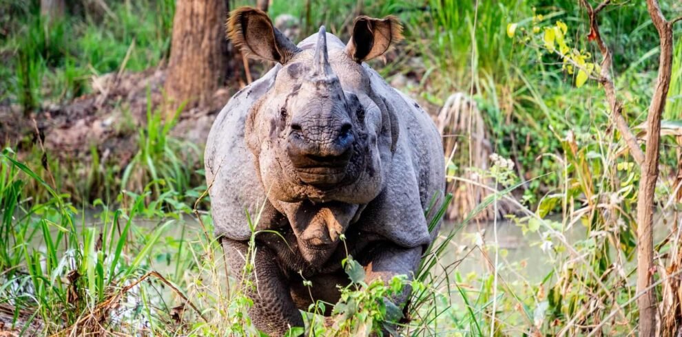 3 Nights 4 Days Comfortable Chitwan Safari Tour